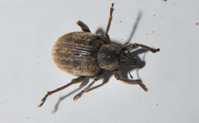 Curculionidae:   cfr. Brachypera  zoilus